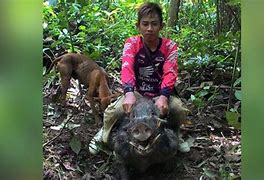 Beruang Menyerang Orang Berburu Babi Hutan Dengan Anjing